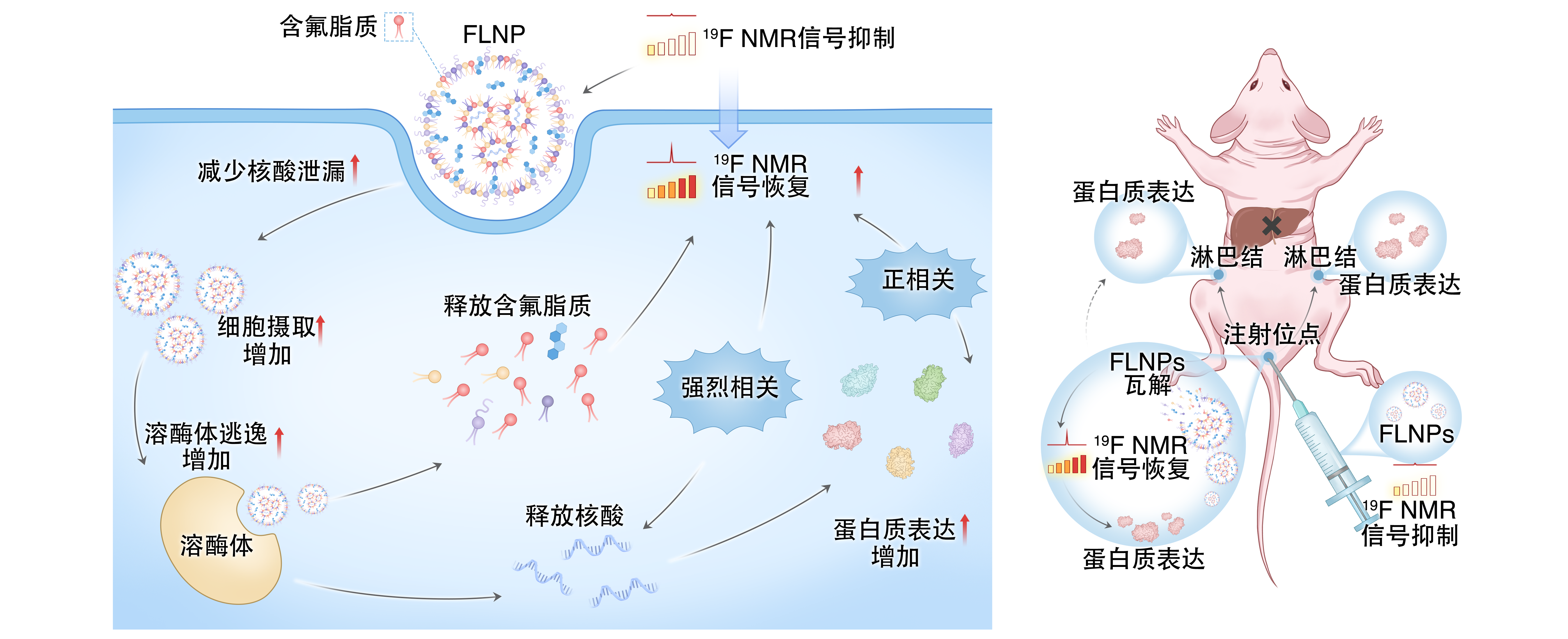 让 mRNA 在体内“看得见” evo真人视讯在mRNA疫苗递送研究方面取得重要进展
